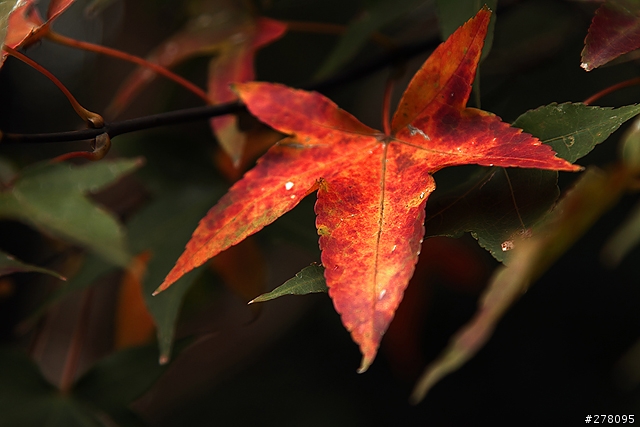 楓葉還沒紅的台北奧萬大