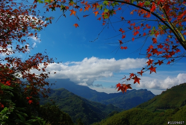 羅山林道 - 楓葉轉紅