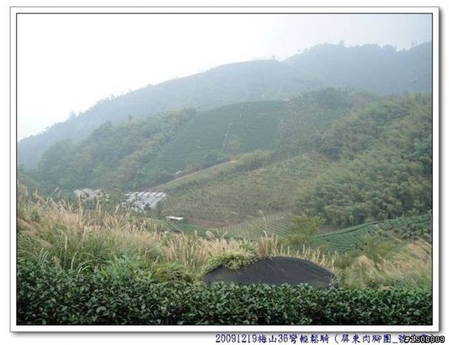 【遊記分享】嘉義梅山36彎+華山咖啡