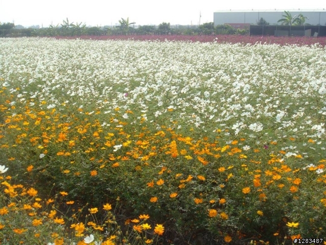 高雄橋頭-花田喜事