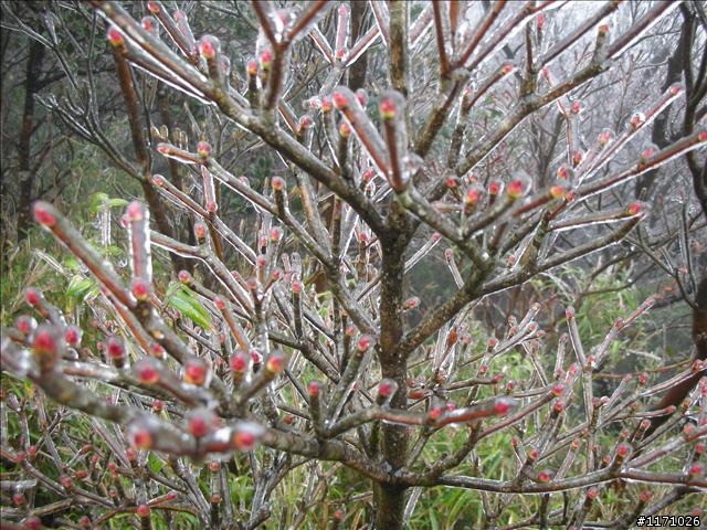 好康報你知—民國百年 北插天山霧淞饗宴開鑼了，手腳要快