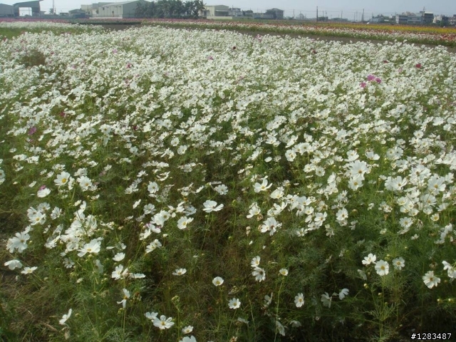 高雄橋頭-花田喜事