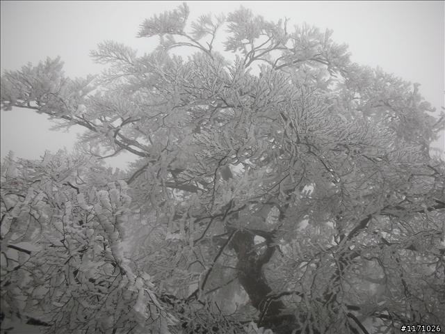 好康報你知—民國百年 北插天山霧淞饗宴開鑼了，手腳要快