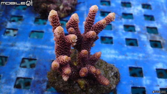 satio 近拍剛上岸新鮮養殖珊瑚