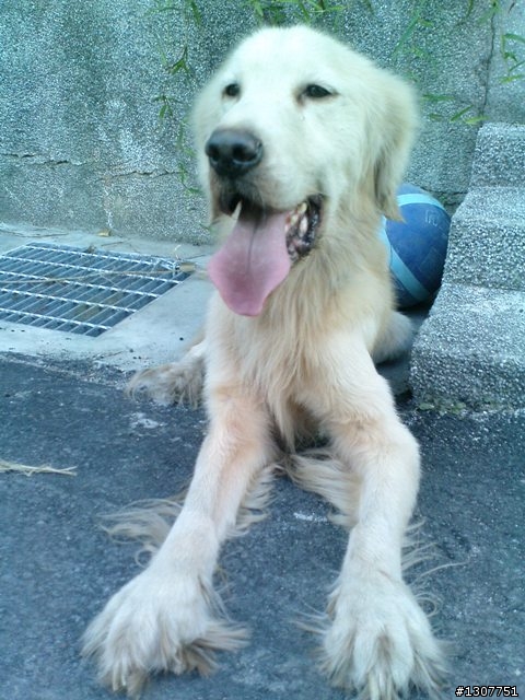 迷路的黃金獵犬