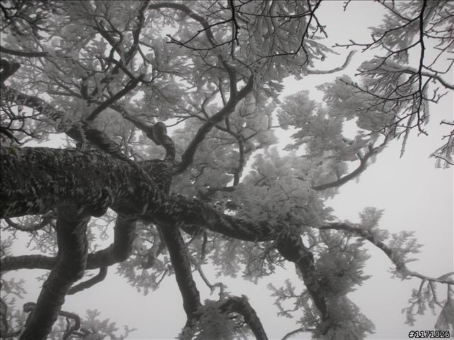 好康報你知—民國百年 北插天山霧淞饗宴開鑼了，手腳要快