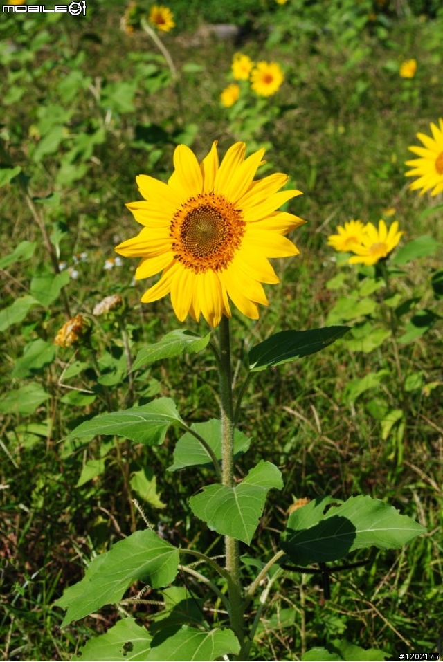 D3000小折車環島精選相片