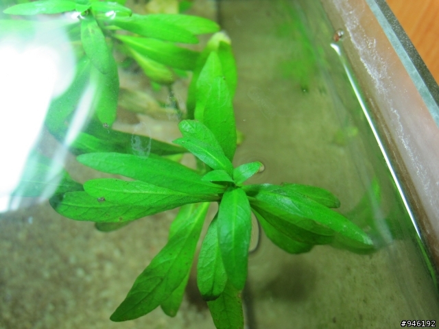 請教各位水草高手