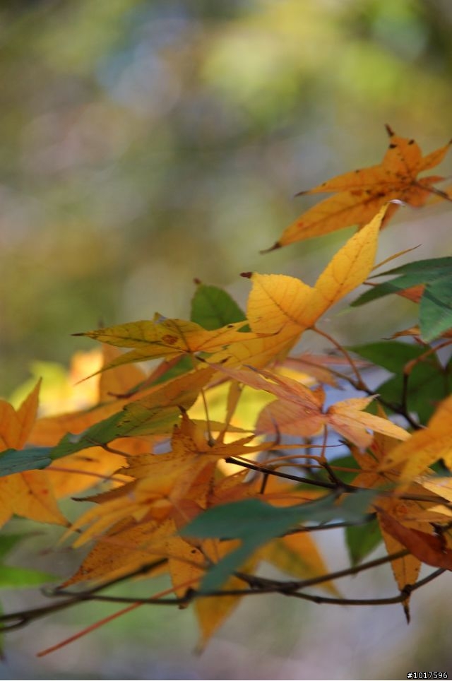 [探路]石門小環庫之楓情畫