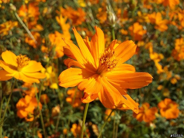 台中 新社花季 _ C901