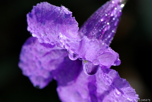 [試拍] 奈米神鏡 105mm F2.8 VR Micro