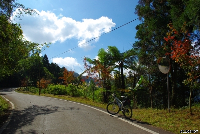 羅山林道 - 楓葉轉紅