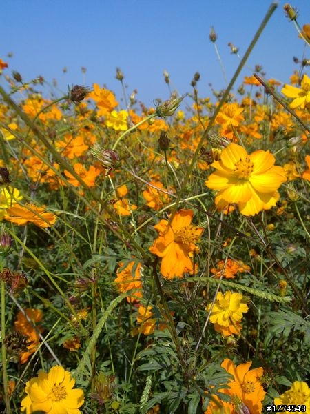 N97照片分享---新社花海