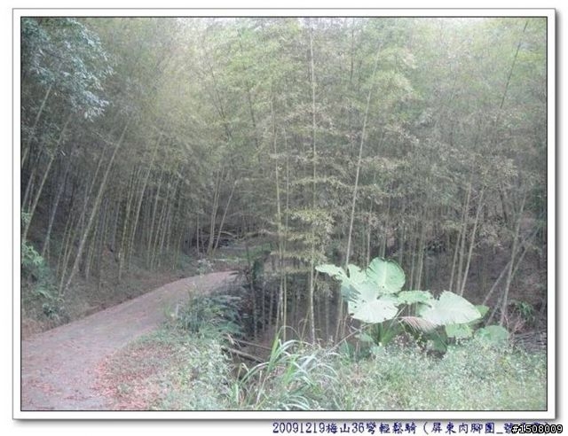 【遊記分享】嘉義梅山36彎+華山咖啡