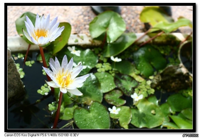 陽台上的蓮花盆