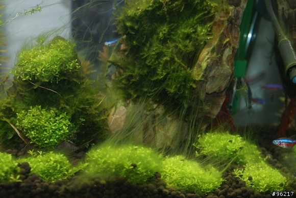 水族同好幫我看看!!