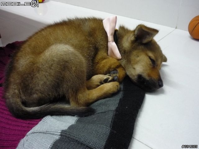 [高雄送養]棕色小米克斯妹妹