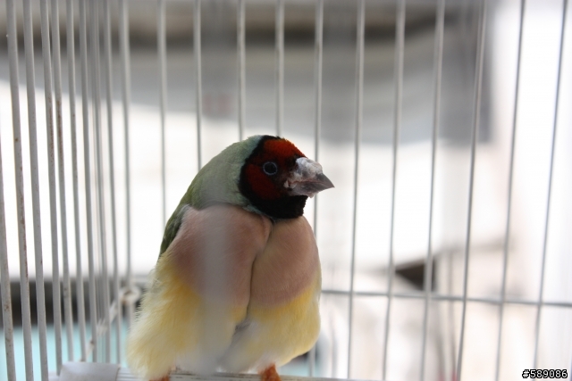 [問] 鳥喝的水和吃的飼料,一些問題請教