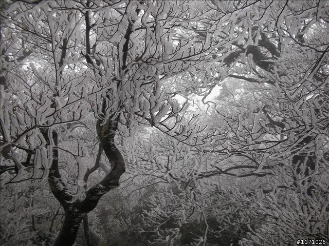 好康報你知—民國百年 北插天山霧淞饗宴開鑼了，手腳要快