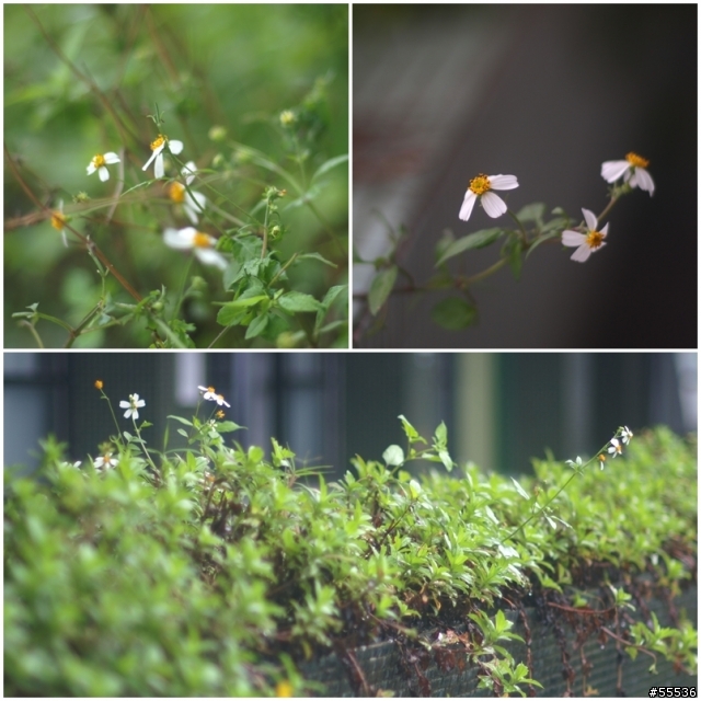 ep1 + Nikon 85mm F1.4