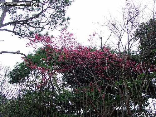 【訊息】陽明山櫻花已盛開