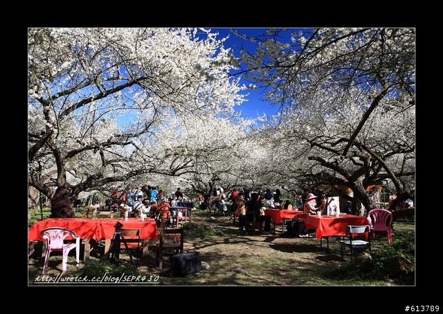 【賞梅】1/8 (五) 烏松崙‧柳家梅園踏雪尋梅(下雨取消)