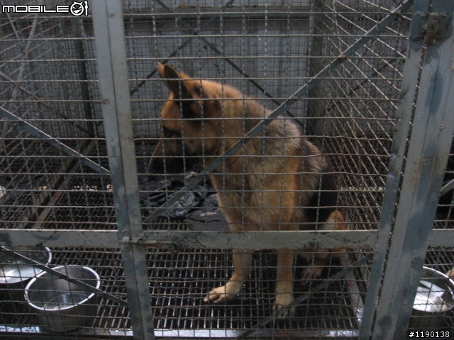 歡迎愛心認養(新竹縣收容所)----德國狼犬--已結速