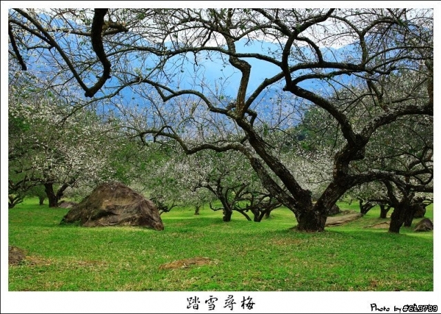 【賞梅】1/8 (五) 烏松崙‧柳家梅園踏雪尋梅(下雨取消)