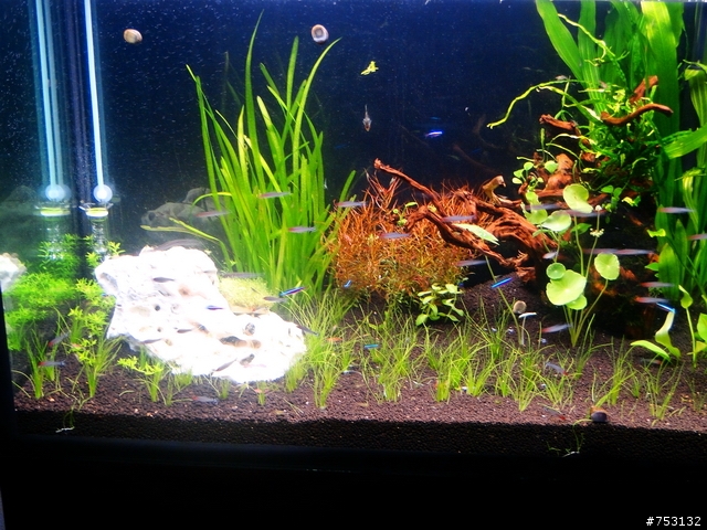 [水族]牛毛草原成景照(20009.11.22~2010.02.19)&新佈景開始。