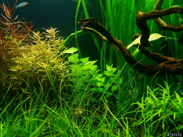 [水族]牛毛草原成景照(20009.11.22~2010.02.19)&新佈景開始。