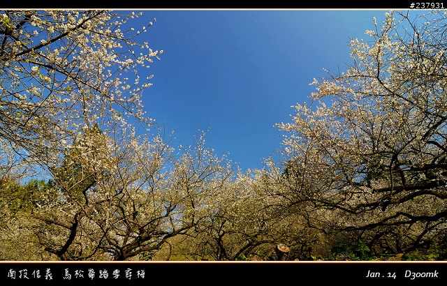 烏松崙+柳家梅園~~賞梅囉!!