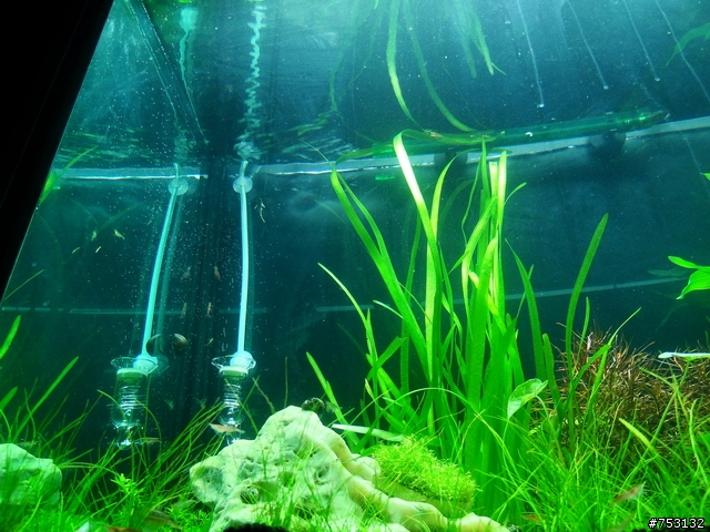 [水族]牛毛草原成景照(20009.11.22~2010.02.19)&新佈景開始。