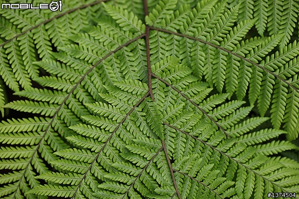 [舊的不去新的不來]EF 100mm f2.8 Macro USM VS EF 100mm f2.8L Macro IS USM