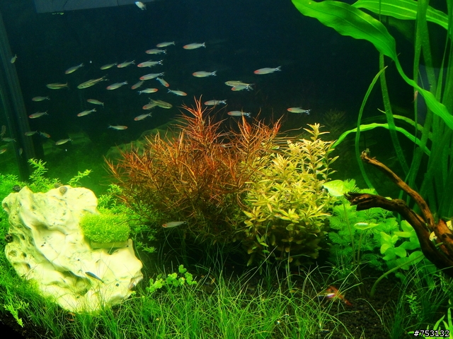 [水族]牛毛草原成景照(20009.11.22~2010.02.19)&新佈景開始。