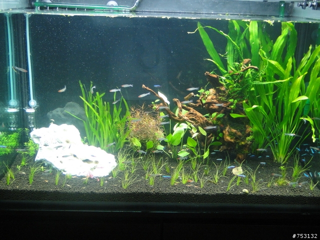 [水族]牛毛草原成景照(20009.11.22~2010.02.19)&新佈景開始。