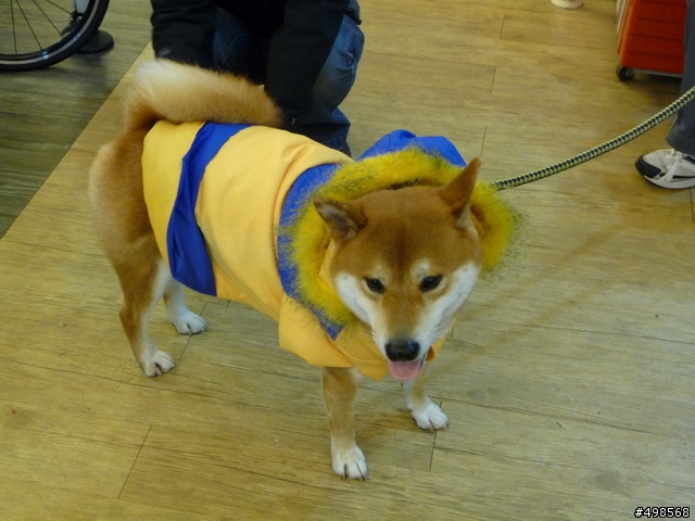 人生的第一台碳纖車架Author CA9900～～附上完成圖