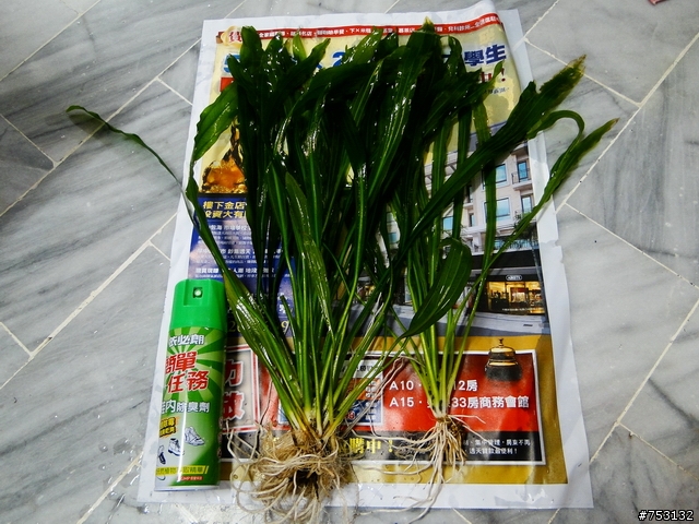 [水族]牛毛草原成景照(20009.11.22~2010.02.19)&新佈景開始。