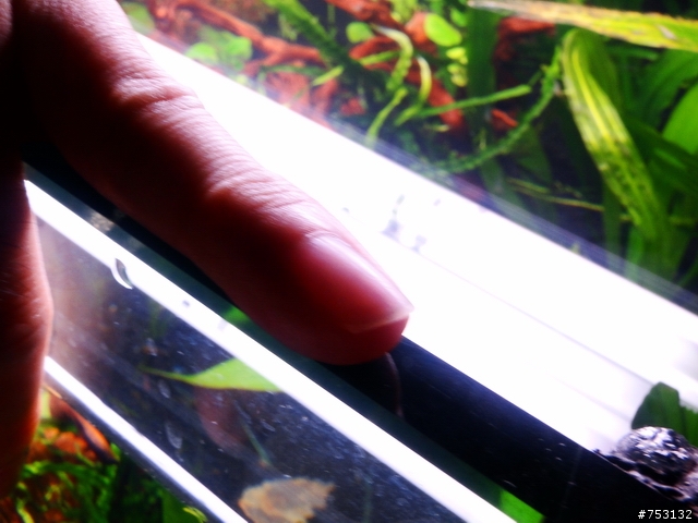 [水族]牛毛草原成景照(20009.11.22~2010.02.19)&新佈景開始。