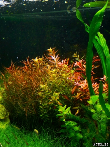 [水族]牛毛草原成景照(20009.11.22~2010.02.19)&新佈景開始。