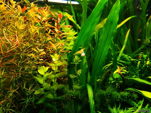 [水族]牛毛草原成景照(20009.11.22~2010.02.19)&新佈景開始。