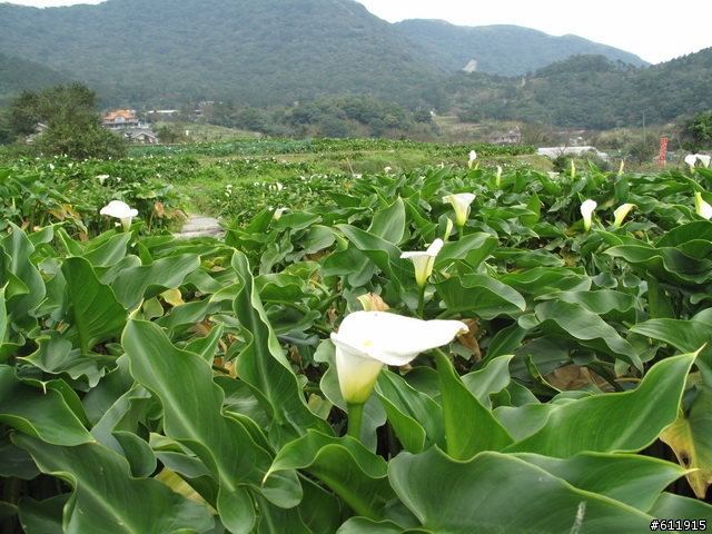 偷得半日閑轉把半日遊:竹子湖海芋~二子坪~大屯山助航台