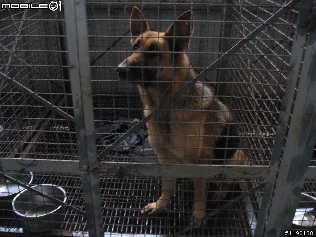 歡迎愛心認養(新竹縣收容所)----德國狼犬--已結速