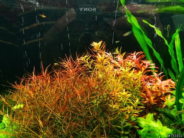 [水族]牛毛草原成景照(20009.11.22~2010.02.19)&新佈景開始。