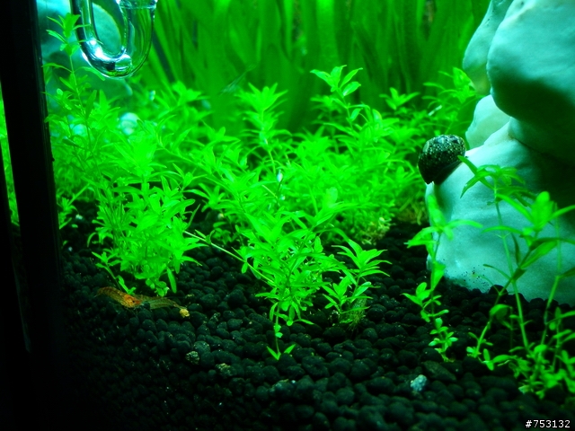 [水族]牛毛草原成景照(20009.11.22~2010.02.19)&新佈景開始。