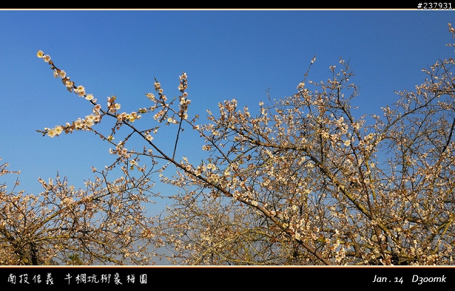 烏松崙+柳家梅園~~賞梅囉!!