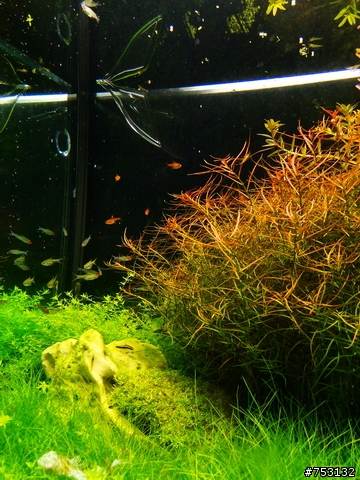 [水族]牛毛草原成景照(20009.11.22~2010.02.19)&新佈景開始。