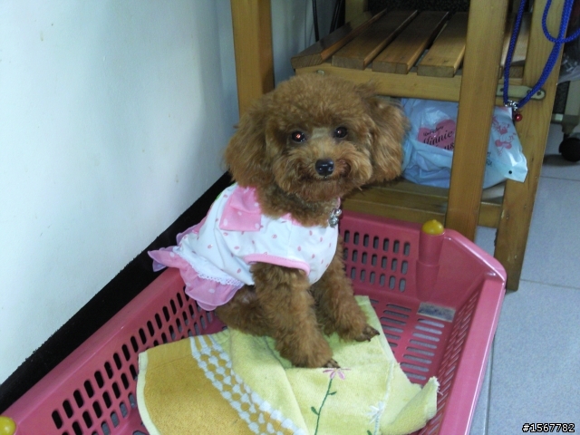 幫忙尋找愛犬(高雄縣大寮鄉)