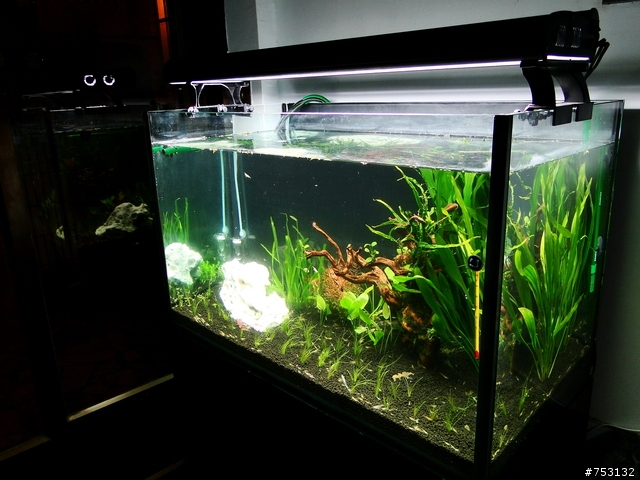 [水族]牛毛草原成景照(20009.11.22~2010.02.19)&新佈景開始。