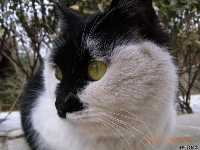 像希特勒的貓貓