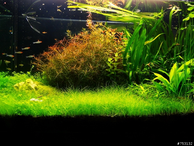 [水族]牛毛草原成景照(20009.11.22~2010.02.19)&新佈景開始。